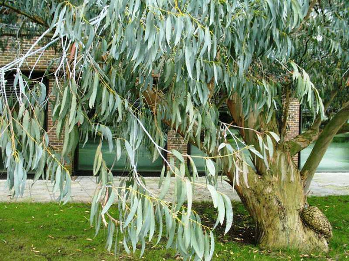 Eucalyptus perriniana, Spinning Gum, Silver Dollar Gum, Round-Leafed Gum, Evergreen Tree, Bark, White Bark